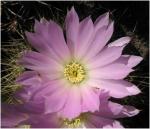 : - Acanthocalycium spiniflorum