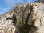 : - Diplolepis boerhaviifolia