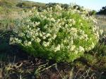 : - Ambrosia chamissonis