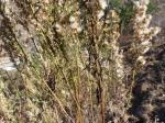 : - Baccharis paniculata
