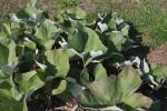 Filzige Pestwurz - Petasites spurius