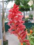: - Stenorrhynchos speciosum