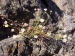 : - Erigeron campanensis