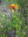 : - Haplopappus nahuelbutae