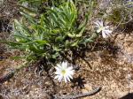 : - Noticastrum eriophorum