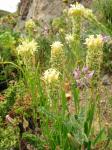 : - Mathewsia incana