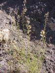 : - Werdermannia anethifolia