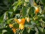 : - Impatiens ecalcarata
