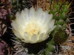 : - Eulychnia castanea