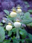 Skabiosenblättrige Pantoffelblume - Calceolaria tripartita