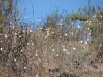 : - Wahlenbergia linarioides