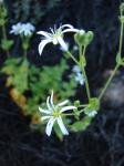 : - Stellaria arvalis