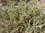 : - Atriplex imbricata