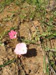 : - Convolvulus chilensis