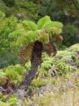 : - Dicksonia externa