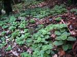 : - Dysopsis hirsuta