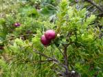 : - Gaultheria racemulosa