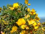 : - Adesmia resinosa