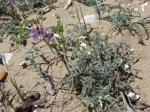 : - Astragalus amatus
