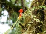 : - Columnea chiricana