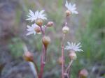 : - Lithophragma glabrum