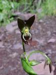 : - Gilliesia graminea