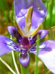 : - Herbertia lahue