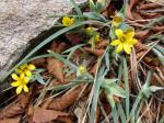 : - Olsynium chrysochromum