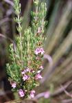 : - Clinopodium chilense