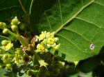: - Beilschmiedia berteroana