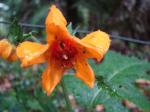 : - Loasa acanthifolia