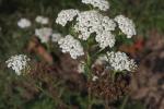 Gemeine Schafgarbe - Achillea millefolium