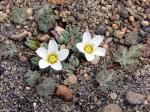 : - Nototriche rugosa