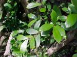 : - Myrceugenia exsucca