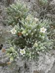 : - Nolana glauca
