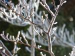 Lenga-Südbuche - Nothofagus pumilio