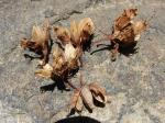 : - Nothofagus glauca