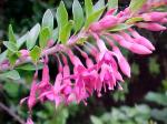 : - Fuchsia lycioides