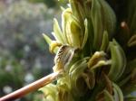 : - Chloraea cylindrostachya