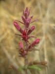 : - Bartsia chilensis