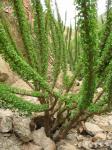 : - Oxalis gigantea