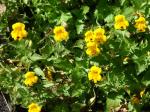 : - Mimulus luteus