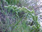 : - Briza brizoides