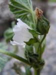 Weg-Malve - Malva neglecta