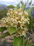 : - Lomatia hirsuta