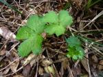 : - Ranunculus caprarum