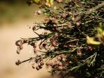 : - Retanilla stricta