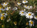 Küsten-Kamille - Tripleurospermum maritimum
