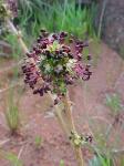 Schwarzes Stachelnüsschen - Acaena pinnatifida