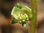 : - Tetilla hydrocotylifolia
